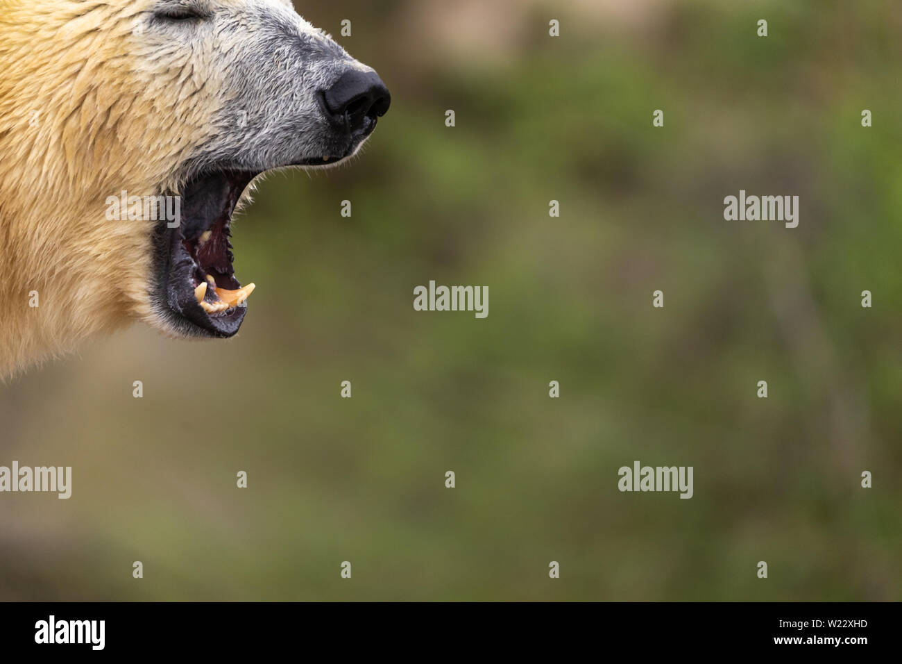 Il muso di un orso polare a bocca aperta di fronte unfocused sfondo, spazio di copia Foto Stock