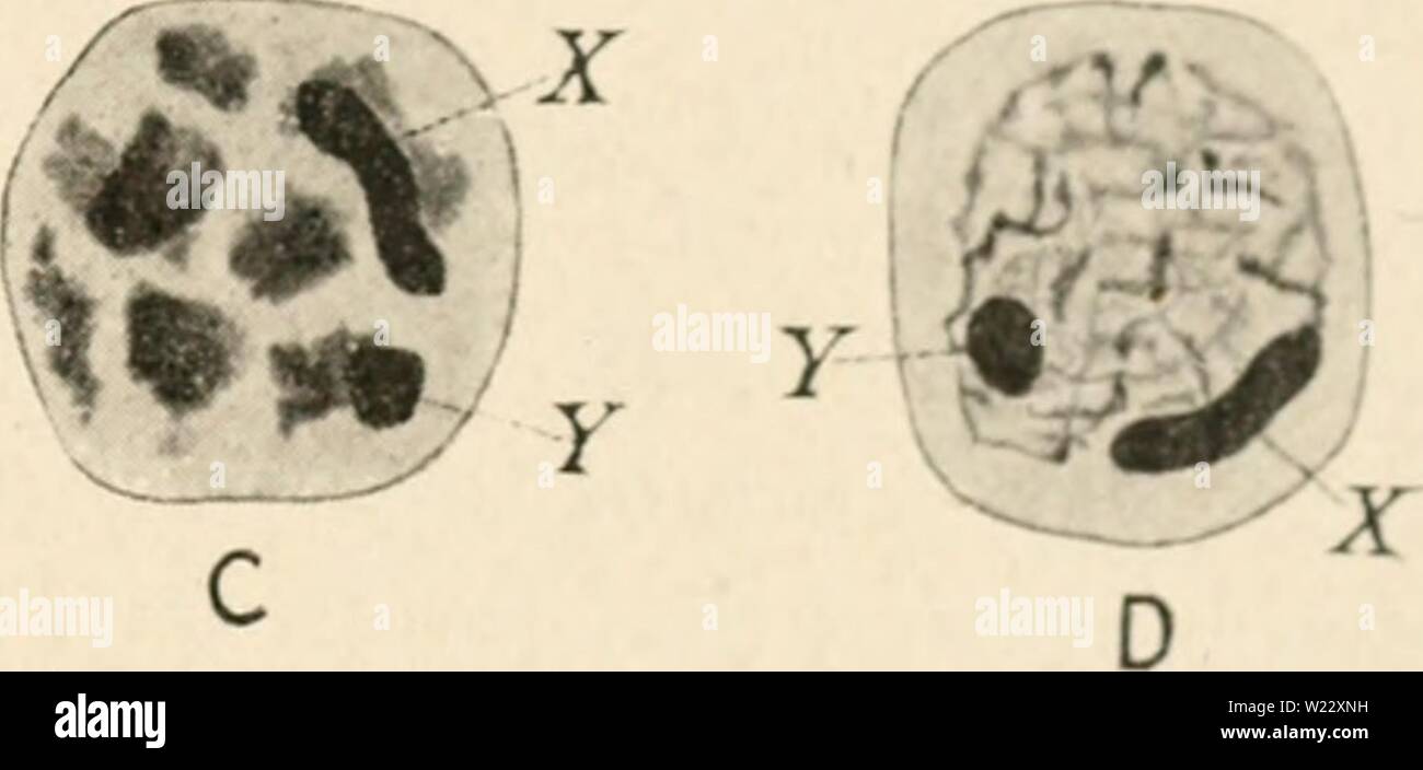 Immagine di archivio da pagina 116 di citologia, con speciale riferimento a. Citologia, con speciale riferimento al nucleo metazoan cytologywithspec00agar Anno: 1920 B I : • Y lt H i • X Foto Stock