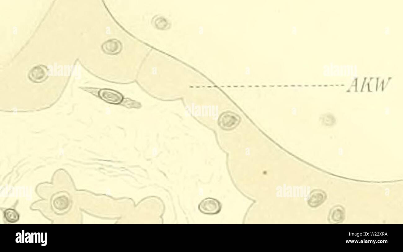 Immagine di archivio da pagina 116 di Das elektrische Organ des afrikanischen. Das elektrische Organ des afrikanischen Zitterwelses (malopterurus electricus lacÃpÃ¨de) : anatomisch Untersucht daselektrischeor00Sfera Anno: 1899 Ballowitz , Elektr. Organo d.atiik ZiUerwelses Tafel 20. 21. 22. / I Â"S. ;Un Co, â .mir ': ( 3 Â"9; w- Â"i i. 27. o 28. 0 9 26. (ST .i/nr Tw pn 51. @ :.- Â® MW- I / PH ... e/ 29. Â® Â® Ã) â ¢/"// RW /'// .)' RW /'// EM'- /'// .5. Â Â® L @ ;Â§ X λo  HSch Foto Stock