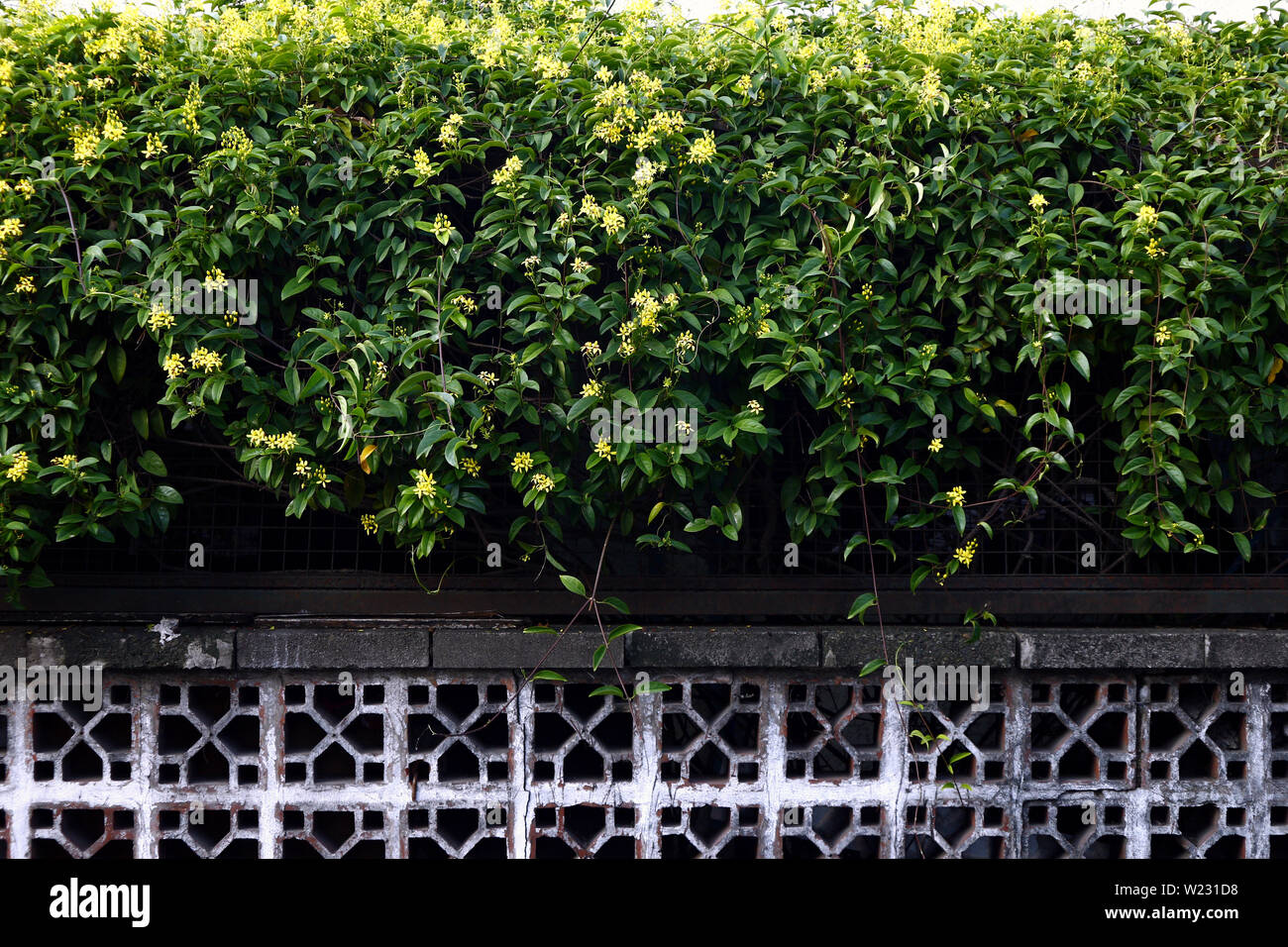 Foto di un verde lussureggiante e in fiore pianta flowering sulla sommità di un muro di cemento di una casa Foto Stock