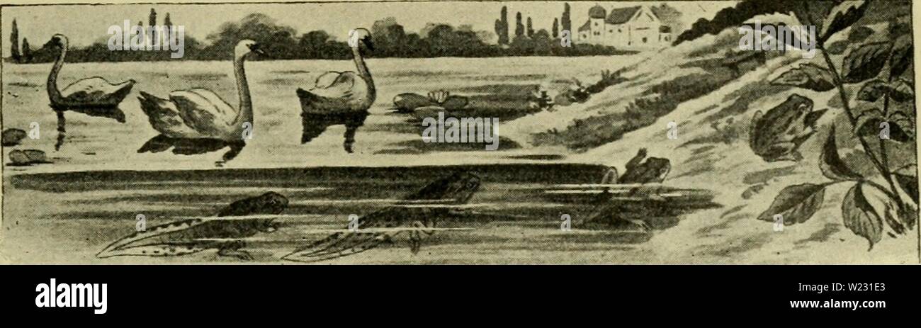 Immagine di archivio da pagina 124 di Das Leben , Unserer heimischen Lurche. Das Leben , Unserer heimischen Lurche und Kriech Tiere im Kreislaufe eines Jahres daslebenunsererh00knau Anno: 1905 Das Sommerleben , Unserer Lurche und Kriechtiere. (Die Kaulquappen , Unserer stehenden Gewässer. Die Larven , Unserer vier Tritonen. Abschluß der Metamorphose. Entwicklungshemmungen und Neotenie. Künstliche und natürliche Doppelbildungen und rigenerazione, Das Sommerleben der erwachsenen Lurche. Auswanderung und Sommer- schlaf. Das Eierlegen der Eidechsen und Schlangen. Lebendgebärende Reptilien. Unsere junge Lurch- und Foto Stock