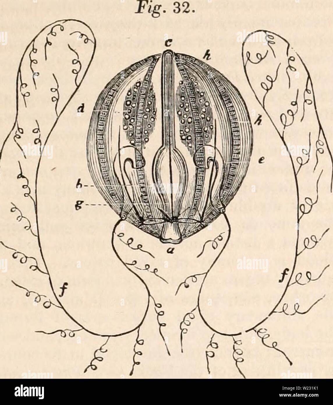 Immagine di archivio da pagina 124 della encyclopaedia - Wikizionario di anatomia e. Il encyclopaedia - Wikizionario di anatomia e fisiologia cyclopdiaofana01todd Anno: 1836 regno animale. 109 vibratile esterni ciglia, come nel beroe pileus rappresentato m fig. 32. Questa figura rappresenta careous spine. Questi animali sono per la maggior parte libera, ma alcuni sono fissi, come il crinoide echinoderma, il sistema vascolare è unpro- fornito con padiglione auricolare o ventricolo e la diges- tivo canal raramente è arredata con distinti organi ghiandolari. Vi è talvolta un semplice stomaco con una apertura e numerose late- ral coeca, e talvolta Foto Stock