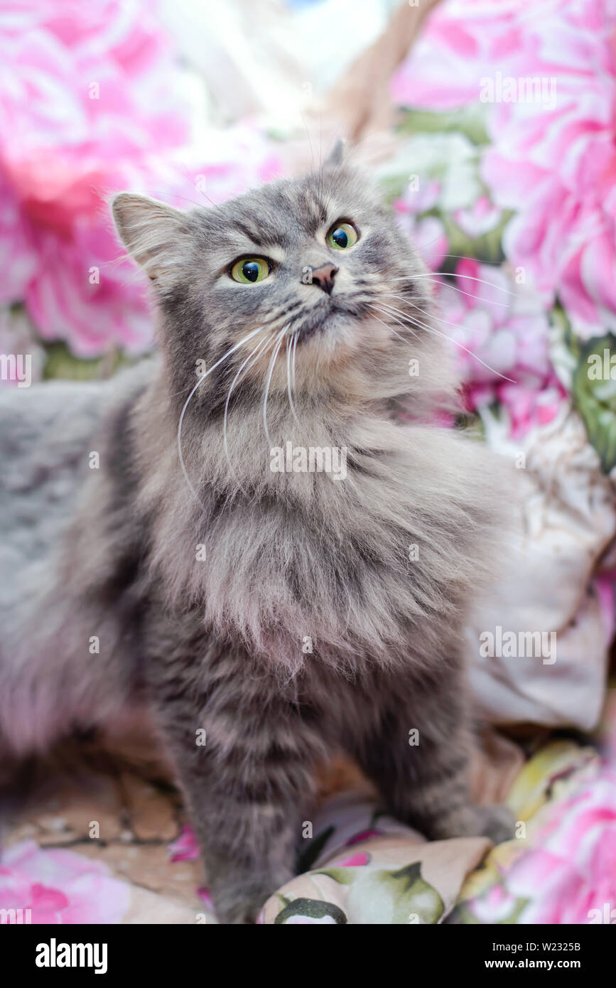 Bella grigio soffice cute cat a casa cercando Foto Stock