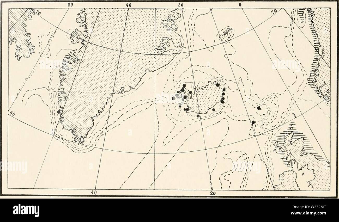 Immagine di archivio da pagina 127 del Ingolf-Expedition danese (1918). Il danese danishingolfexpe Ingolf-Expedition0507ingo Anno: 1918 Islanda: 6 miglia W. di Islanda, 65°32' N, 24°38' W., profondità 25 braccia Patreksfjord, profondità 15 - 50 metri Dyrafjord, (profondità non dichiarato) Adalvik, ( - - ) Le isole Faerøer: 6i°07' N, 9°3Ò W., profondità 410 braccia a 6 miglia a nord da W. di Store Kalso, profondità 60 braccia. Abietinaria filicula è una specie di boreale, raramente penetrare nelle acque artiche, né immettere i mari più caldi; la sua distribuzione è circumpolare. All'interno dell'area studiata (fig. LXIII) è freque Foto Stock