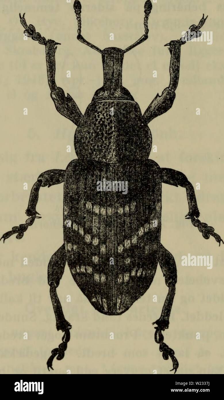 Immagine di archivio da pagina 129 di Danmarks fauna; illustrerede haandbøger oltre. Danmarks fauna; illustrerede haandbøger su den danske dyreverden.. danmarksfaunaill69dans l'anno: 1907 126 2. H. pinåstri Gyll. Naerstående til ahietis, uomini adskilt fra den ved de i oversigten naevnte skelnemaerker. Hoved- forskellen ligger i vingedaekkernes punktstriber, som hos denne arte er langt kraftigere fortil og suo tydeligt bredere fine mel- lemrummene, og af hvilke striberne naermest sømmen som Fig. 76. Hylobius abietis. x 4. regel har ca. 25 punkter, det 8. punkt faldende omkring mid- dieci. Laengde 7,5-9,5 mm. Foto Stock