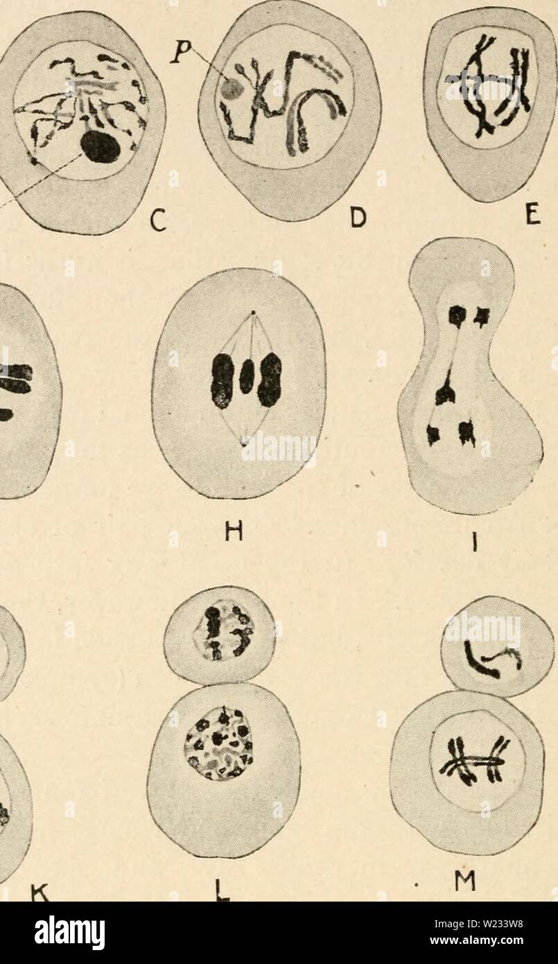 Immagine di archivio da pagina 131 di citologia, con speciale riferimento a. Citologia, con speciale riferimento al nucleo metazoan cytologywithspec00agar Anno: 1920 Foto Stock