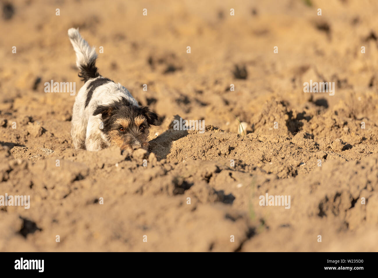 Carino 4 anni giovane Jack Rusell Terrier cane sta seguendo un sentiero su un campo Foto Stock