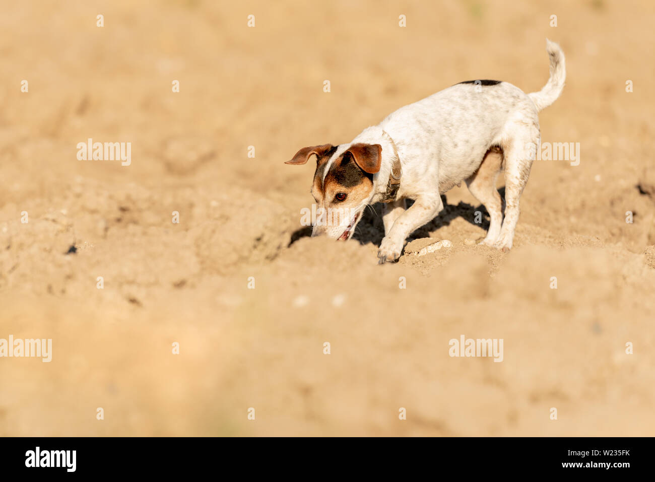 12 anni Jack Rusell Terrier cane sta seguendo un sentiero su un campo Foto Stock