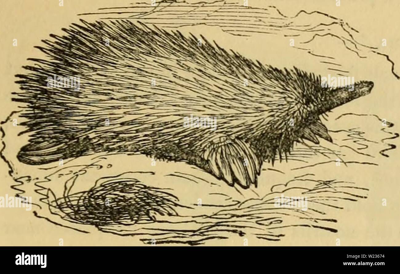 Immagine di archivio da pagina 138 di Cuvier il regno animale disposti. Cuvier il regno animale : disposti secondo la sua organizzazione cuviersanimalkin00cuvi Anno: 1840 EDENTATA. 127 ovipari o. La singolarità di scheletro tlieir non sono meno notevole ; che vi sia una sorta di clavicola comuni a entrambi gli spallamenti, posta prima della clavicola ordinaria, e analoga a quella fiircula degli uccelli. Infine, oltre a cinque artigli su ogni piede i maschi hanno un peculiare sperone sul hind, perforata da un canale che trasmette un liquido secreto dalla ghiandola situata sulla superficie interna della coscia : Foto Stock