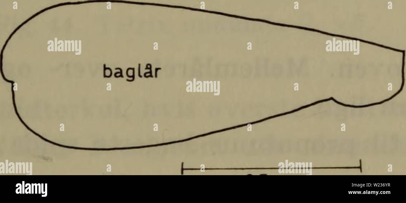 Immagine di archivio da pagina 140 di Danmarks fauna; illustrerede haandbøger oltre. Danmarks fauna; illustrerede haandbøger su den danske dyreverden.. danmarksfaunaill79dans l'anno: 1907 0,5 cm B 0,5 cm Fig. 42. Tetrix bipunctata. låret er mindre fine tre gange så langt som bredt (fig. 42 B). Bagvingernes ydre rand bølgeformet 3. Antennerne omtrent så lange som forlåret, og de midterste led 2 gange så lange som brede 3. bipunctata p. 140. Antennerne er l/g pista så lange forlå som- ret, og de midterste led omtrent er 3/2 Pista så lange som brede ... 4. nutans p. 141. 1. r. subulata (Linné). (Fig. 4 Foto Stock