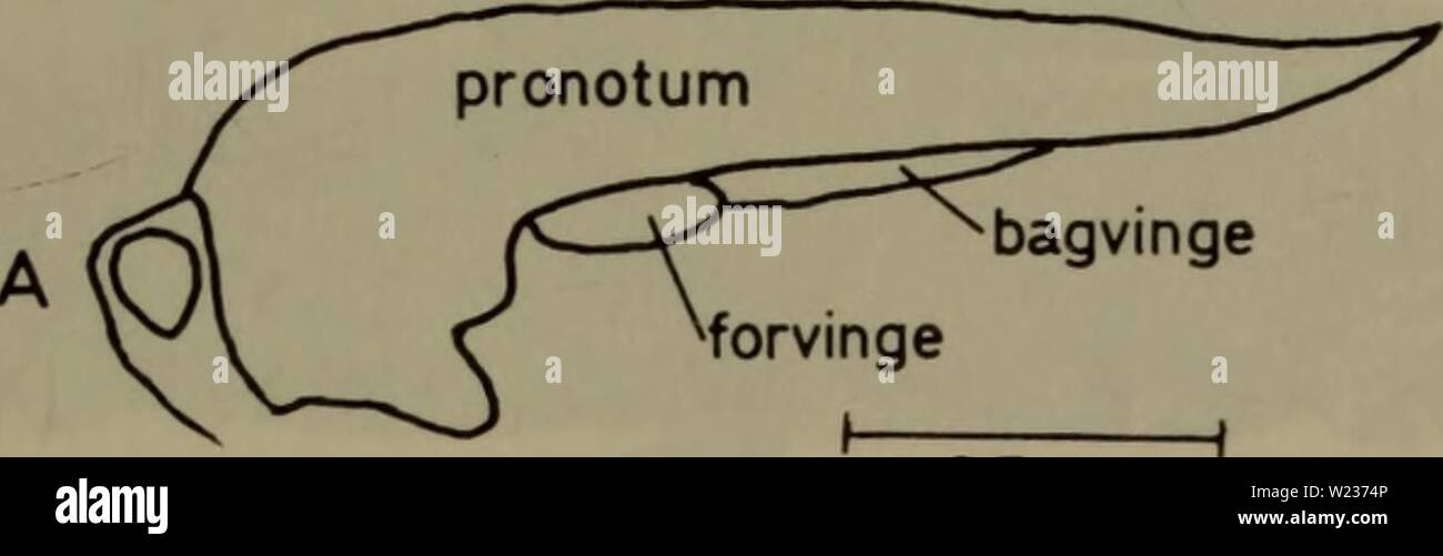 Immagine di archivio da pagina 140 di Danmarks fauna; illustrerede haandbøger oltre. Danmarks fauna; illustrerede haandbøger su den danske dyreverden.. danmarksfaunaill79dans l'anno: 1907 137 2. Forholdsvis slankt byggede dyr (fig. 41 A). Pronotum impostare fra siden så knapt kraftigt opadkrummet. Baglåret er tre gange så langt som bredt (fig. 41 B). Bagvingernes ydre rand jaevnt -per il sig. Buet ... 2. undulata p. Kraftigt byggede dyr (fig. 42 A). Pronotum impostare fra siden staerkt opadkrummet. Sacchetto- 139. 0,5 cm B Foto Stock