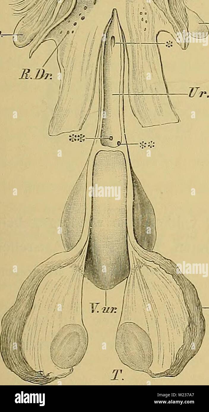 Immagine di archivio da pagina 140 di Denkschriften der Medicinisch-Naturwissenschaftlichen Gesellschaft zu. Denkschriften der Medicinisch-Naturwissenschaftlichen Gesellschaft zu Jena denkschriftender62medi Anno: 1879 Fig. 1. Ss. - Gl.cm Foto Stock