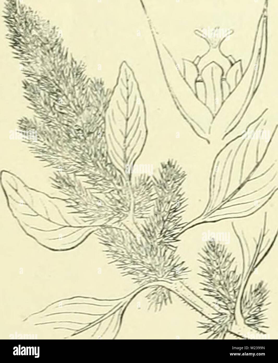 Immagine di archivio da pagina 145 di De flora van Nederland (1909-11). De flora van Nederland defloravannederl02heuk Anno: 1909-11. 118 â AMARANTACEAE. Â FAMILIE 31 Bloemen klein, in gafl'elvormig beginnende bijscherinen, die tot eind- en okselstandige, vaak pluimvormig vertakte schijnaren vereenigd zijn. Schut- bladen der bloeiwijze en schutblaadjes der bloemen genaaid. Bladen verspreid, gesteeld, gaafrandig di aan den top ingesneden, van onderen vaak incontrato puntjes. Biologische bijzonderheid. De planten hebben kleine zaden, die door den Wind verspreid worden. Tabella tot het determineeren der soorten Foto Stock