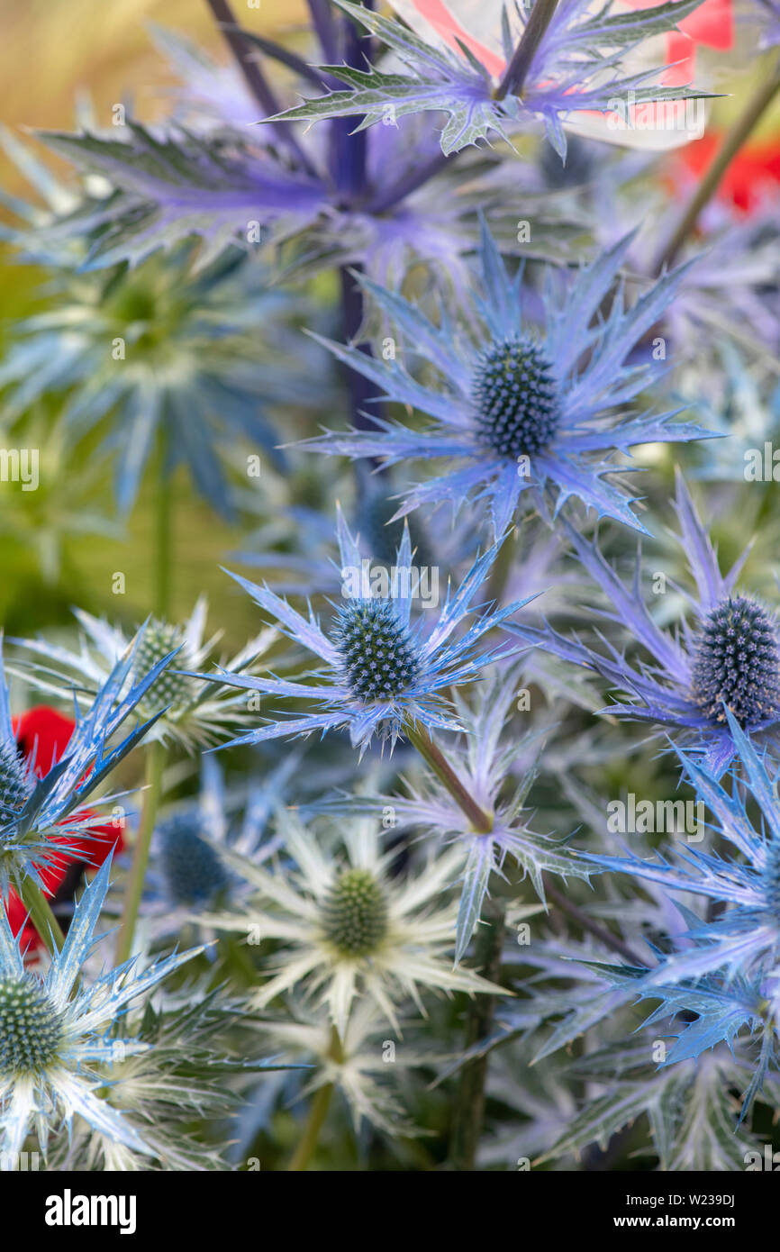 Eryngium x zabelii 'Big Blue'. Mare holly 'Big Blue' fiori Foto Stock