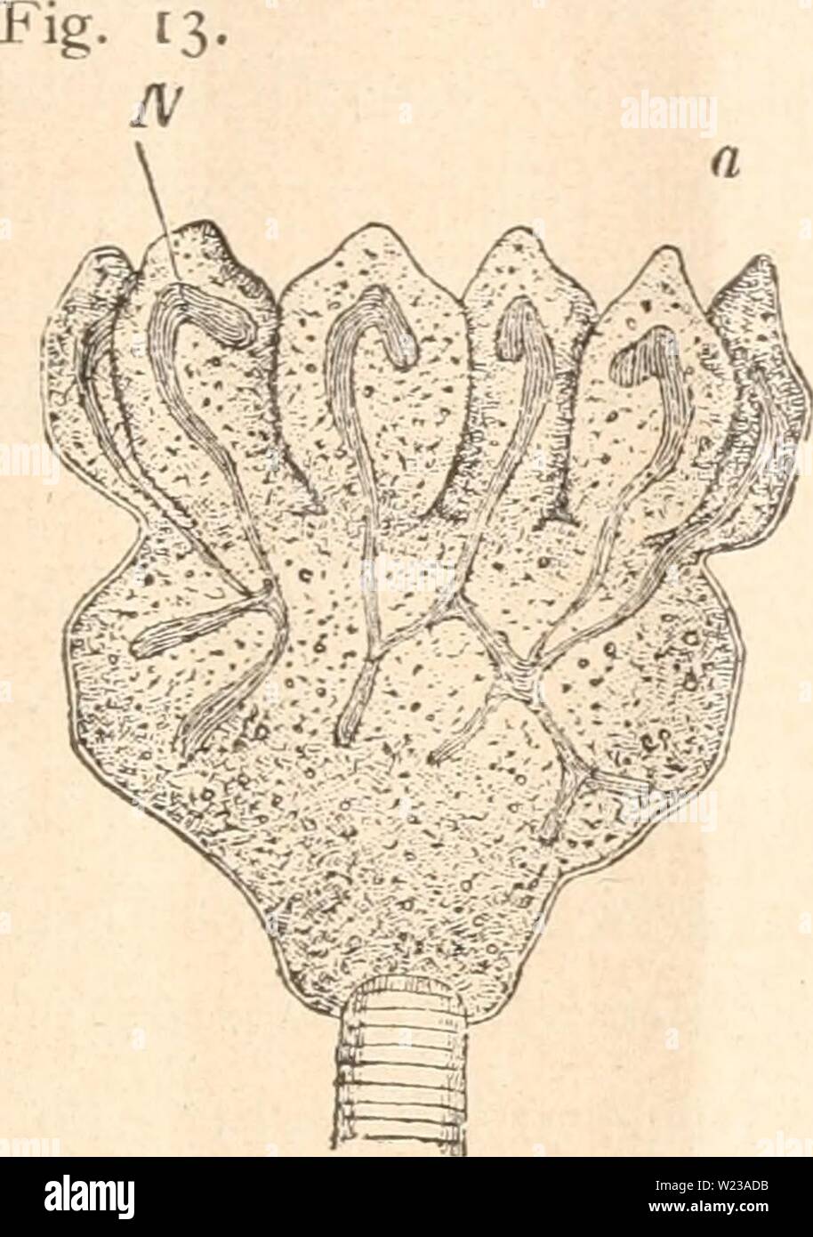 Immagine di archivio da pagina 148 di Das werden der organismen zur. Das werden der organismen zur widerlegung von Darwins zufallstheorie durch das gesetz in der entwicklung daswerdenderorga00hert Anno: 1922 Fig. 13 Un und B. Un Podophrya g-ein- mipara mit vielen Knospen un Knospen, die sich ablösen und zum Schwärmer werden. iV Kern, b Schwärmer von Podophrya gfemmipara. (N'ACH R. Hertwig, Zoologie.) Fig. 14. Gregfarinenentwicklung'. Ho Clepsidrinablattarum in Konjugation, ck Ekto- sark. en Endosark, cu Cuticula. PM Pro- tomerit. dm Deutomerit. n Kern, tl A-C Cysten in Umwandlung zu Pseudonavicellen. p Foto Stock