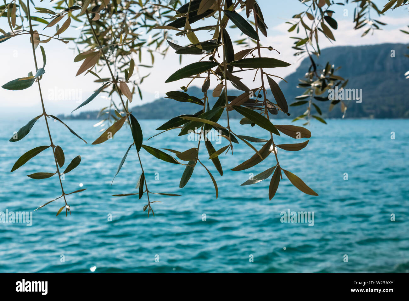 Albero di olivo ramo con le acque blu e le montagne sullo sfondo, paesaggio italiano - Immagine Foto Stock