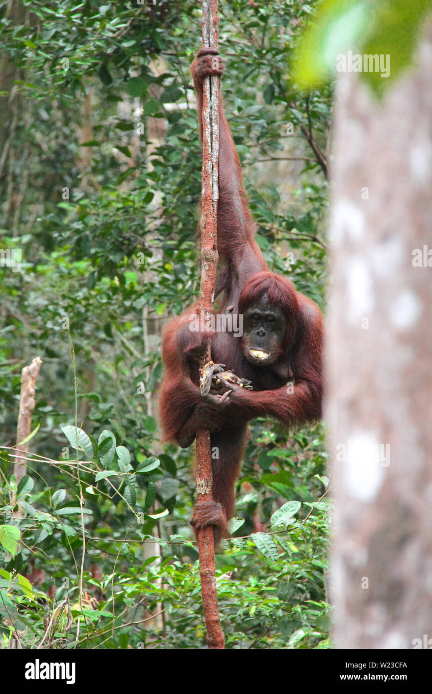 Mangiare Orang-Utan con il suo bambino appeso su un verticale liana nella giungla del Borneo, Indonesia. Foto Stock