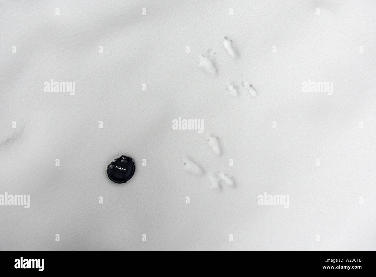 Kokalyane, Bulgaria - 26 gennaio 2019: Calotta nera Nikon caduta nella neve bianca proprio accanto alle impronte dei cervi Roe. Primo piano, direttamente sopra lo scatto Foto Stock