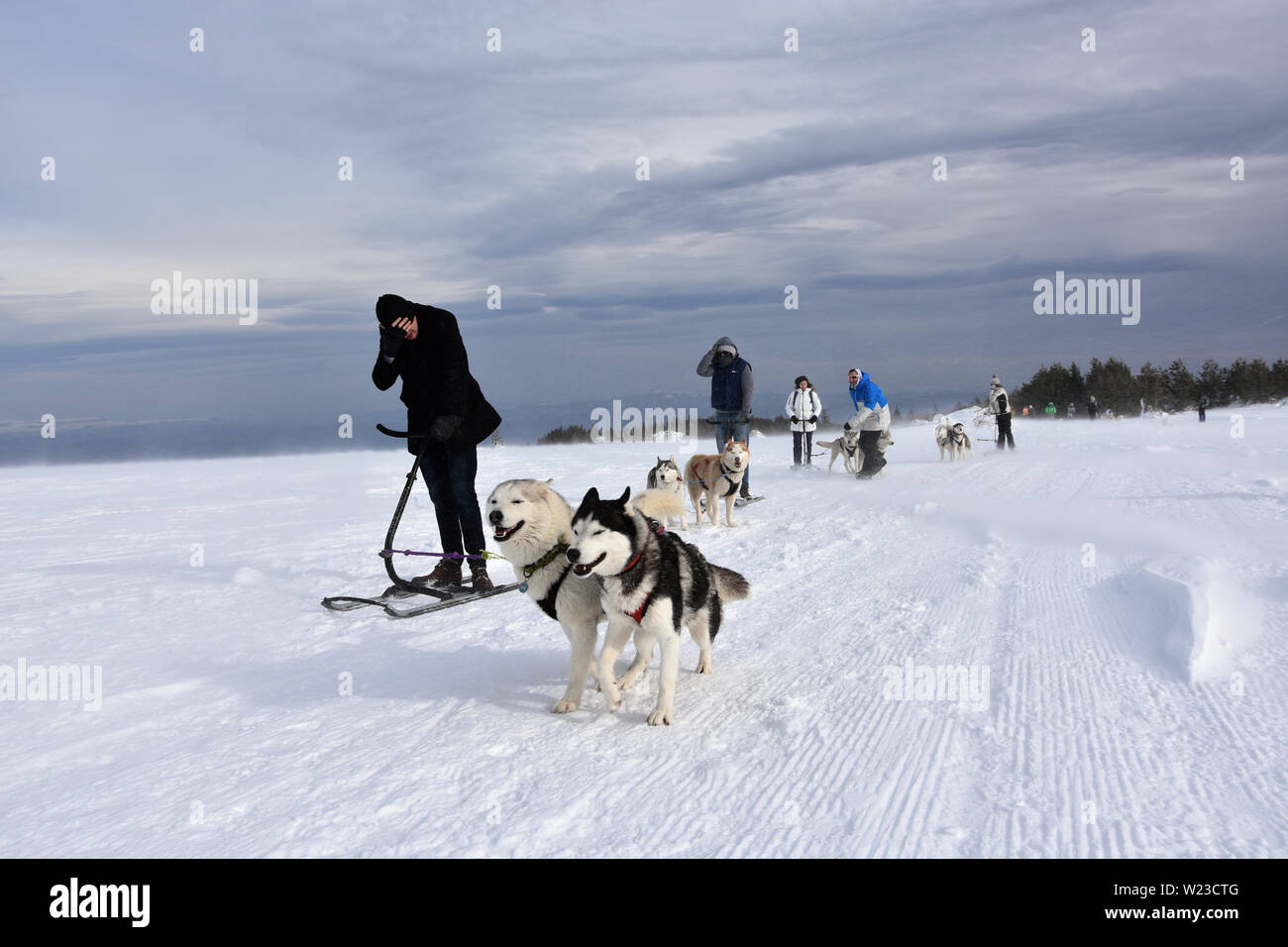 Vitosha, Bulgaria - 03 febbraio 2019: Gruppo di amici si riuniscono con i loro cani Husky sull'altopiano di Vitosha Mountain per una corsa di attacco Foto Stock