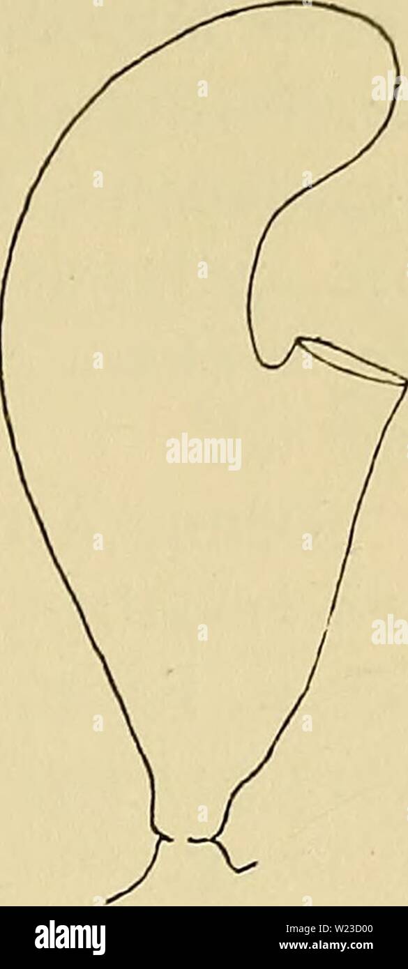 Immagine di archivio da pagina 154 di Danmarks fauna; illustrerede haandbøger oltre. Danmarks fauna; illustrerede haandbøger su den danske dyreverden.. danmarksfaunaill41dans l'anno: 1907 B2 Fig. 63. Un Halecium halecinum: Al Internodium med idro- theker, A2 Gren med hanligt Gonothek, A3 hunligt Gonothek med udstrakt Hydranthpar; B Halecium beani: Bl Internodium Hydrotheker med, B2 hunligt Gonothek. (Efter Broch). 7. Halecium beani Johnston (Fig. 61 C og Fig. 63 B). Stamme sammensat, tyk, Forgrening staerk og uregel- maessig, nogenlunde i piano eet; de Grene ydre og slanke elegante, noget zigzagbøjede; Foto Stock