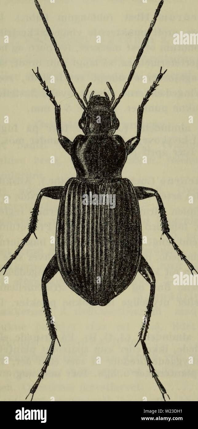 Immagine di archivio da pagina 156 di Danmarks fauna; illustrerede haandbøger oltre. Danmarks fauna; illustrerede haandbøger su den danske dyreverden.. danmarksfaunaill76dans l'anno: 1907 153 er tydeligt konvergerende, a baghjørnerne derfor er mera stumpvinklede, uomini selve spidsen ho reglen staerkere tandfor- incontrato fremspringende (fig. 63 b), a bagranden er urandet, in Fig. 64. Agonum assimile . x 5. følehorn og ben er mørkere, naesten helt sorte, og a vinge- daekkernes striber er lidt dybere, og lidt stribemellemrummene mera hvaelvede og tydehgt staerkere mikrochagrinerede. Laengde 10,5-11,5 mm. Foto Stock