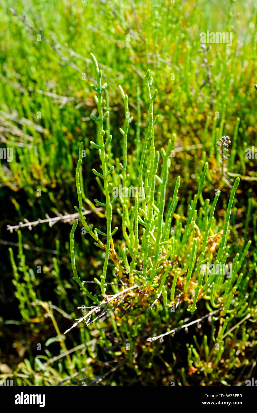 Salicornia europaea (Salicornia comune) Foto Stock