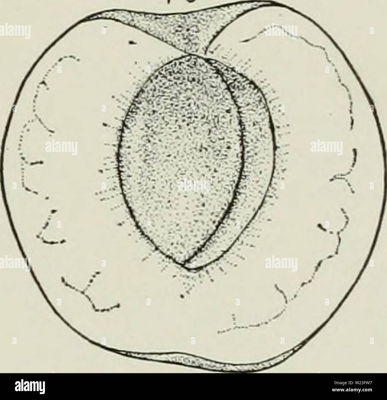 Immagine di archivio da pagina 162 di dell'enciclopedia di hardy frutti (1922). Dell'enciclopedia di hardy frutti cyclopediaofhar00hedr Anno: 1922 108. Grande inizio. (Xy2) Alta qualità dei suoi frutti. La varietà è un preferito in quasi tutte le albicocche-regioni di coltivazione. Un problema è che la struttura ad albero è talvolta un onu- alcuni bearer. Grande inizio è una vecchia varietà francese. Albero vigoroso, spalmatura, Hardy, produttivo ma solo alcune volte incerta nel cuscinetto. Foglie grandi, più ampio rispetto a lungo; margine dentellate grossolanamente; peziolo pollice lungo, con 1 diversi globose ghiandole. Fiori bianchi, spesso con 6 petali. Frutto molto presto; quasi 2 mi Foto Stock