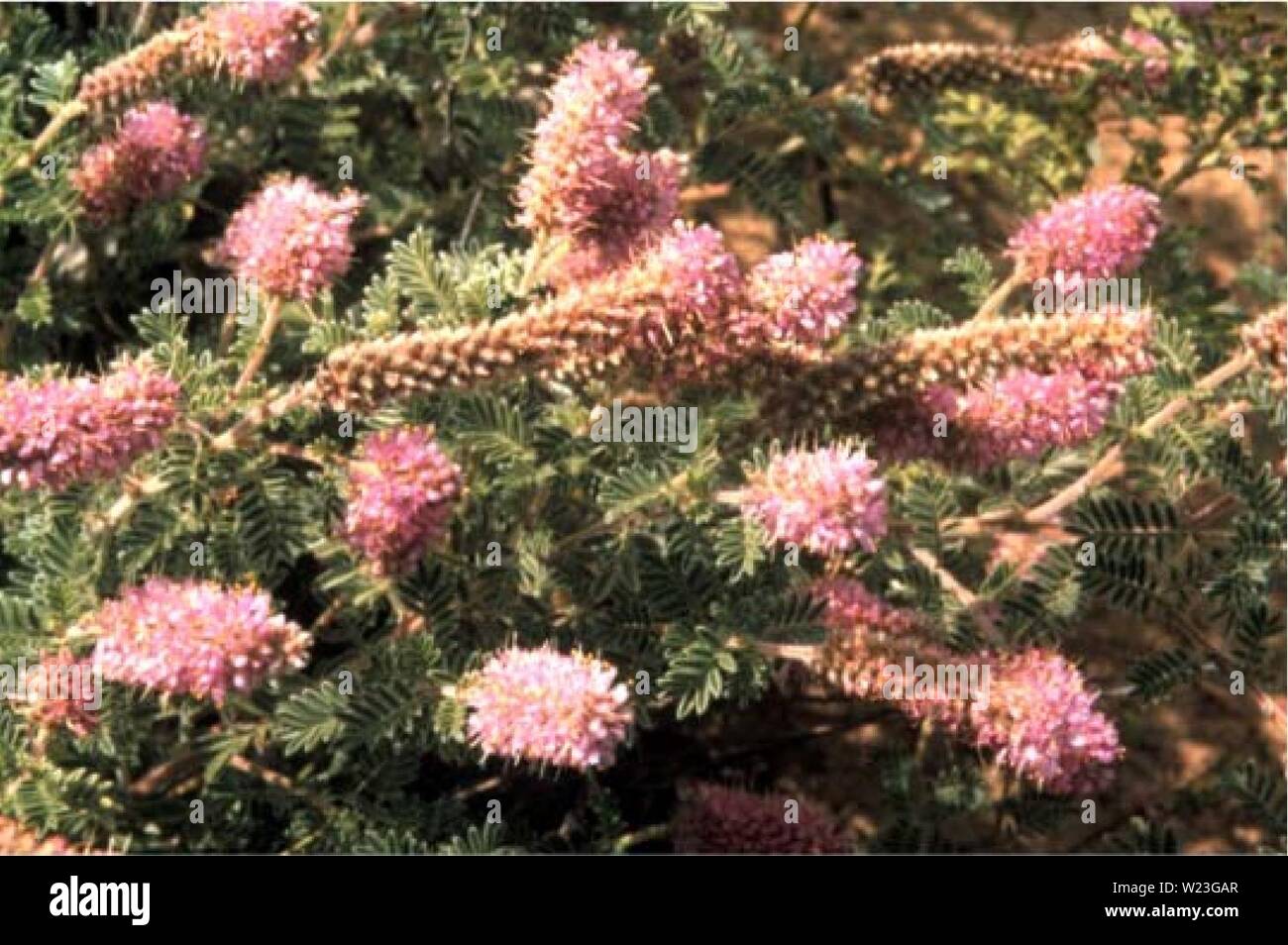 Immagine di archivio da pagina 163 di botanica e vegetazione del sondaggio. Botaniche e vegetazione indagine di Carter County, Montana, Bureau of Land Management-somministrato terre D4B7AF30-6FF2-4017-ADC9-7C50A7256521 Anno: 1998 PhtAb da Biniiie tiaMd Dafea vitfosa setosa Prairie Clover Foto Stock