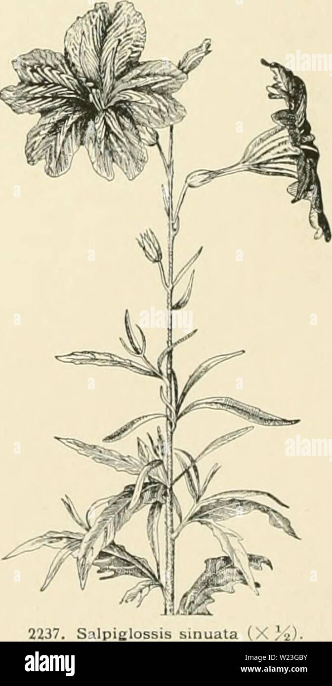 Immagine di archivio da pagina 163 di dell'enciclopedia di American orticoltura, comprendente. Dell'enciclopedia di American orticoltura comprendente suggerimenti per la coltivazione di piante orticole, descrizioni delle specie di frutta e ortaggi, fiori e piante ornamentali vendute negli Stati Uniti e in Canada, insieme geografico e biografie cyclopediaofam04bail Anno: 1900 lall (i 111 Ell â arbusto IMantedasanoinamental ind scappato in molti luoghi anche cresciuto come un cestello Willow Vai pfindula. Rami pendenti 4 Gng 24J 26. Sitchnsis, Sans. Sitka Wil- bassa. . .Iniili. 1' 'l ft. Ili'li Foto Stock