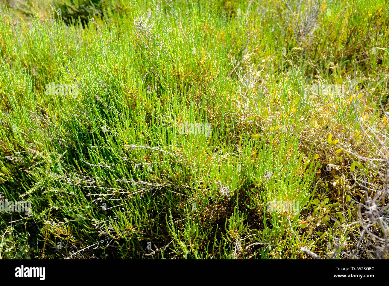Salicornia europaea (Salicornia comune) Foto Stock