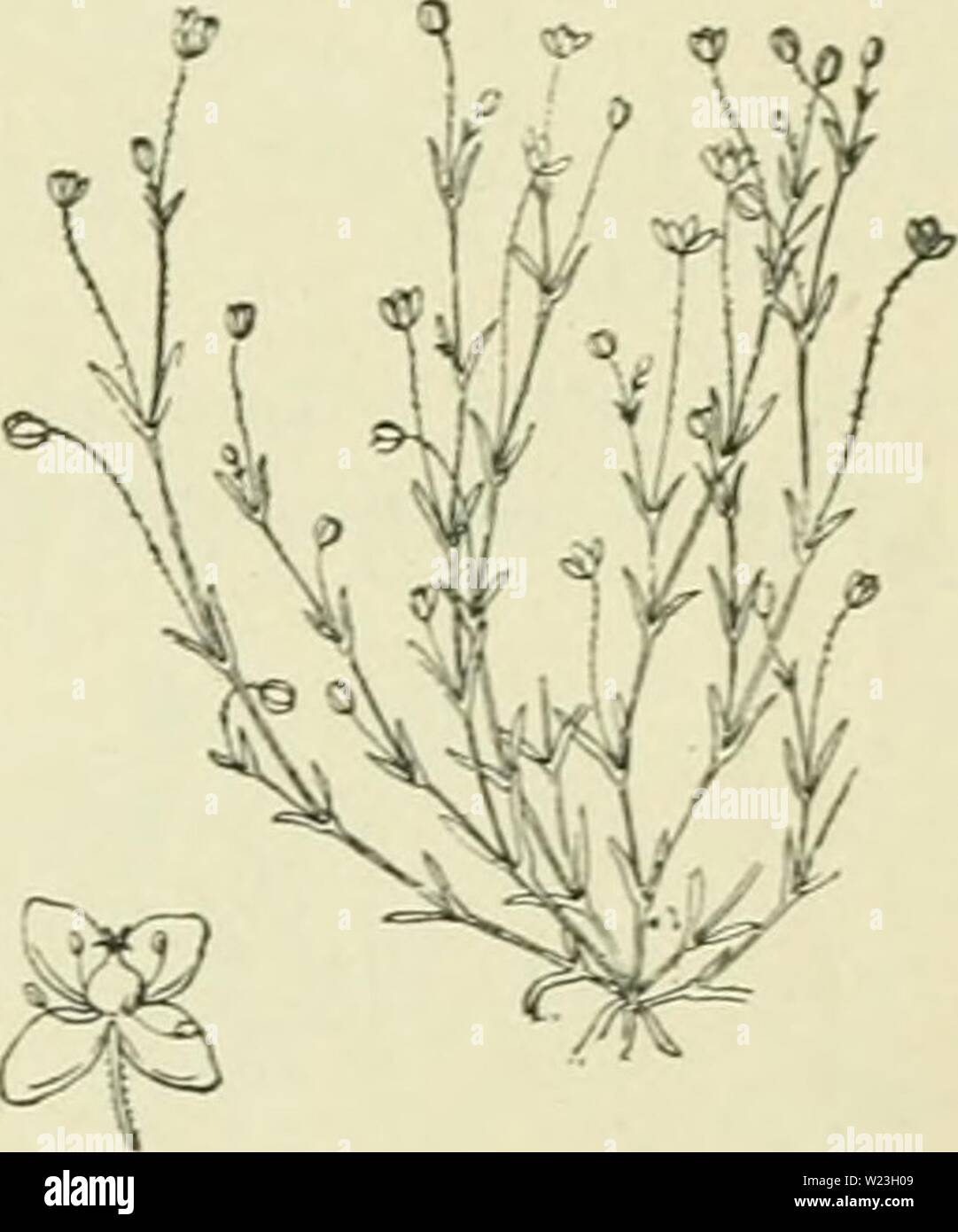 Immagine di archivio da pagina 164 di De flora van Nederland (1909-11). De flora van Nederland defloravannederl02heuk Anno: 1909-11. FAMILIE 32. - CARYOPHYLLACEAE. - 135 mezza zoo lang als de kelk di ontbrekend. De doosvrucht è ovaal. . 2-7 cm. Mei-Settembre. Vormen van deze zijn: y.. nodósa ') Nolte. Stengels liggend. Bladen kort. S. gnkilis-) Nolte. Stengels opstijgend. Bladen aanzienlijk langer dan de stengeneden. •/. Crassifólia) Nolte. Bladen vleezig, zonder stekelpuntje. Biologische bijzonderheden. De 4 meeldraden en de 4 stempels zijn tegelijk ontwikkeld, zoodat zelfbestuiving wel niet uit k Foto Stock