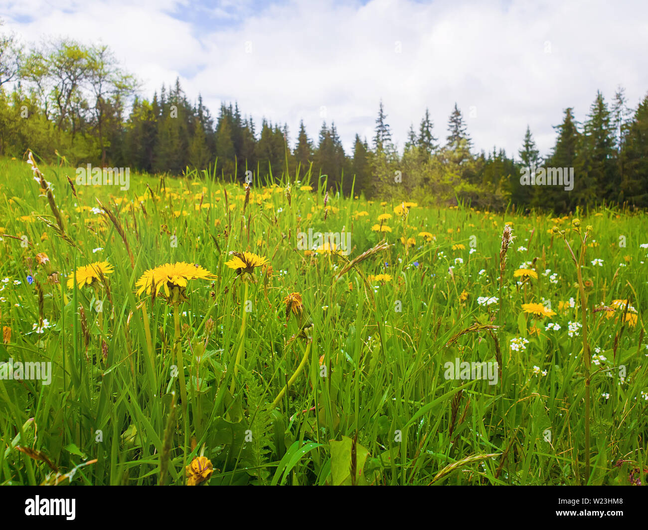 Fioritura giallo campo di tarassaco. Molla meraviglioso sfondo di scena, fioritura erba verde prato, carpazi flora oltre il bosco di abeti backgroun Foto Stock