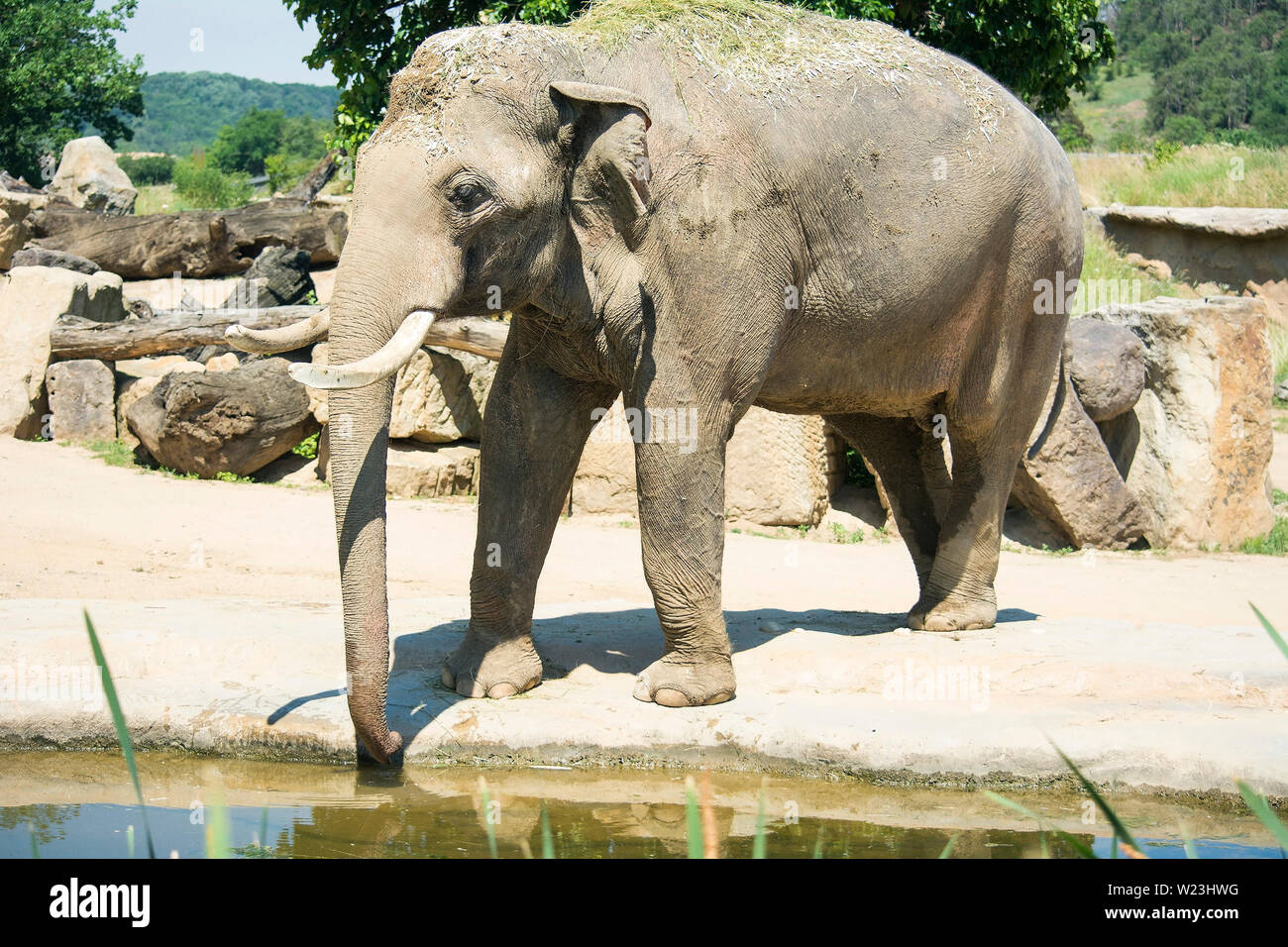 Gli elefanti sono grandi mammiferi della famiglia Elephantidae. Perfetta buona fortuna foto, immagini e foto.. Foto Stock