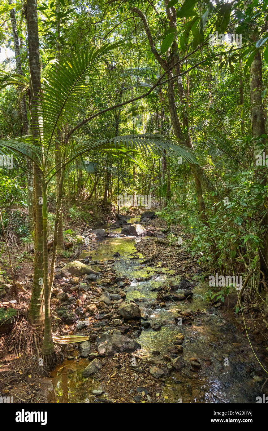 Vista dalla passeggiata a mare presso il Daintree Discovery Centre, la foresta pluviale di Daintree, Parco Nazionale Daintree, Queensland, Australia Foto Stock