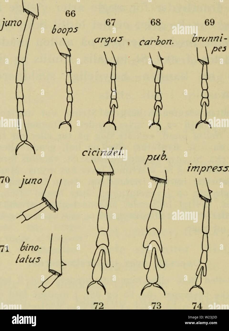 Immagine di archivio da pagina 167 di Danmarks fauna; illustrerede haandbøger oltre. Danmarks fauna; illustrerede haandbøger su den danske dyreverden.. danmarksfaunaill57dans l'anno: 1907 164 Bagfødderne kortere meget fine bagskinnebenet, 1. led højst så langt kloleddet som. Laengde 2-4 mm 3. Tésnus (p. 195). Bagkroppens sider med tydelig kant (fig. 23, 65, Fig. 65-69 og 71-74. Venstre bagben, &LT;J. Fig. 70. Venstre mellemben, &lt;$. Stenus. p. 25, og fig. 79, p. 192), undertiden er kan- dieci cane noget utydelig (San fuscipes og argus) Bagfødderne kun lidt kortere fine bagskinnebenet, 1. led tydeligt Foto Stock