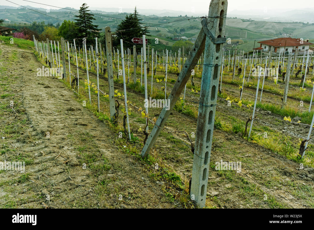 Vigneto Piemonte a fine aprile, inizio di stagione crescente Foto Stock