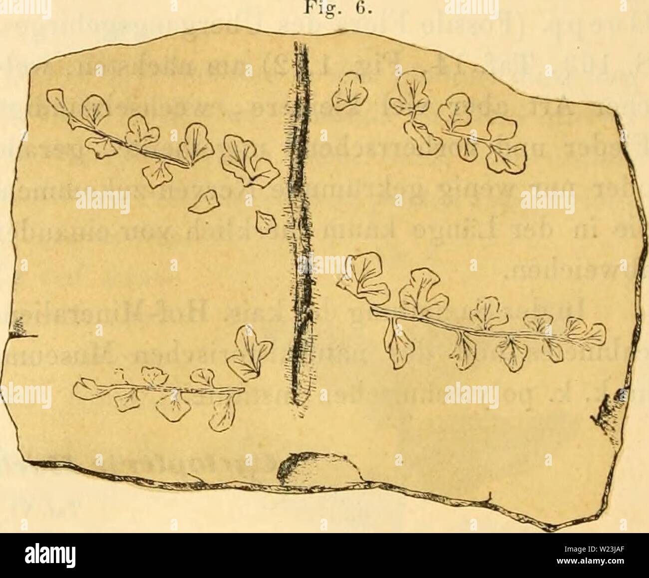 Immagine di archivio da pagina 167 di Denkschriften der Kaiserlichen Akademie der. Denkschriften der Kaiserlichen Akademie der Wissenschaften, Mathematisch-Naturwissenschaftliche Classe denkschriftender25kais Anno: 1866 9S Cftnsiaiiti)i r. EftingaliaiLscn. Ord. POLYPODIACEAE. €mymuogt'ttmme ohtusiloha Kttingli. Fig. C. et (in ysli. Farnkräuter, S. G. S V n. Sphenopteris ohtusiloba Brongn. Ilist. vegdt. FOSS. I. P. 204, tab. 53, fig. 2.- Goep p. in ß r n n n Ind. pal. I, p. 17. - Fos.s. Flora der siluri.sclien, der devonischen und unteren Kohlenf. 1. c. S. 487. - L'iig- (jcn. et spec. impianto, foss. p Foto Stock