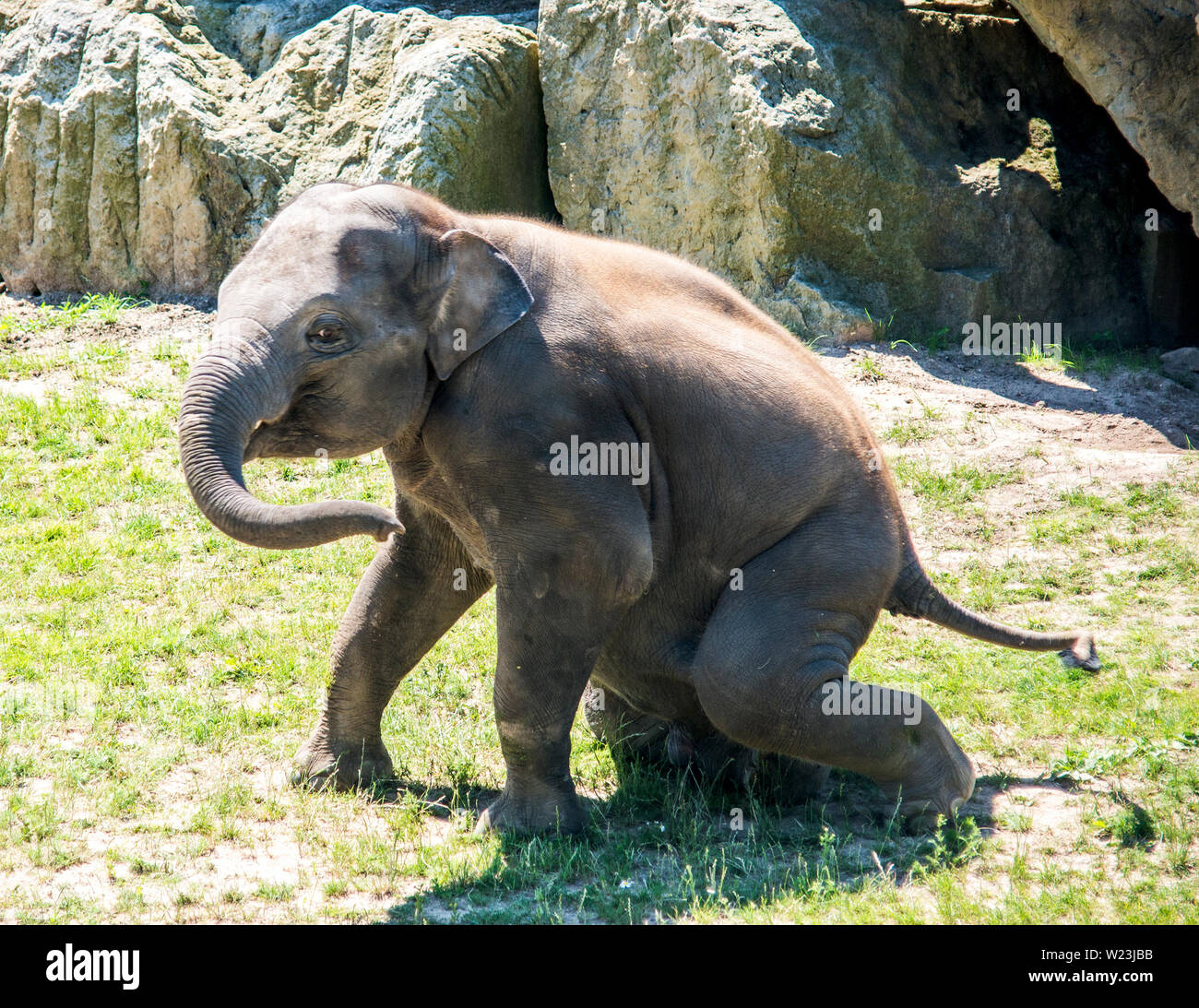 Gli elefanti sono grandi mammiferi della famiglia Elephantidae. Perfetta buona fortuna foto, immagini e foto.. Foto Stock
