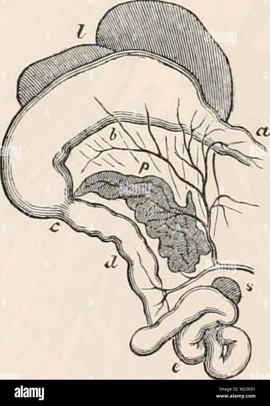 Immagine di archivio da pagina 169 della encyclopaedia - Wikizionario di anatomia e Foto Stock