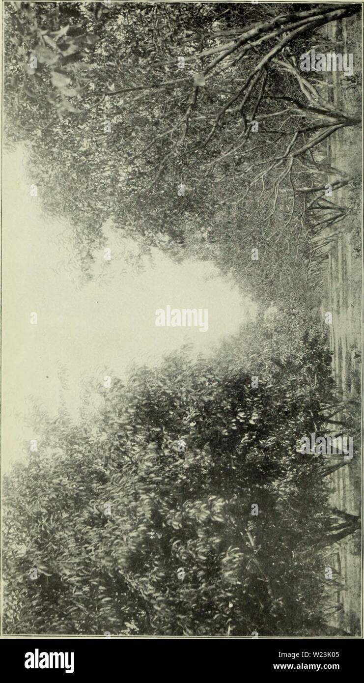 Immagine di archivio da pagina 169 del bollettino di servizio (1900) Foto Stock