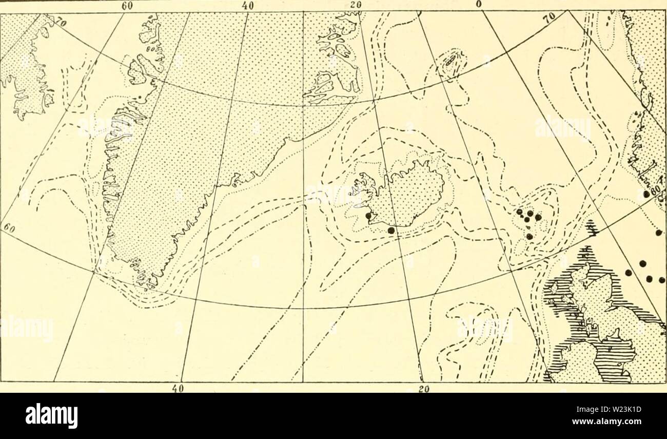 Immagine di archivio da pagina 169 danese Ingolf-spedizione (1898). Il danese Ingolf-expedition danishingolfexpe1517dani Anno: 1898 164 HYDROIDA II 600 m. . _ A00 m. Fig. LXXXIV. Il verificarsi di Camj&GT;anularia Johnstoni nell'Atlantico settentrionale. Nella regione tratteggiata un evento comune è indicato. Gen. Laomedea Lamouroux. Montante, colonie sympodial solo occasionalmente presentante parti striscianti con nnbranched polipo stocchi. Il hydrotheeee hanno un tipico ampio diaframma che forma il confine tra la cavità principale e la camera di basale. I polipi può essere revocato interamente in th Foto Stock