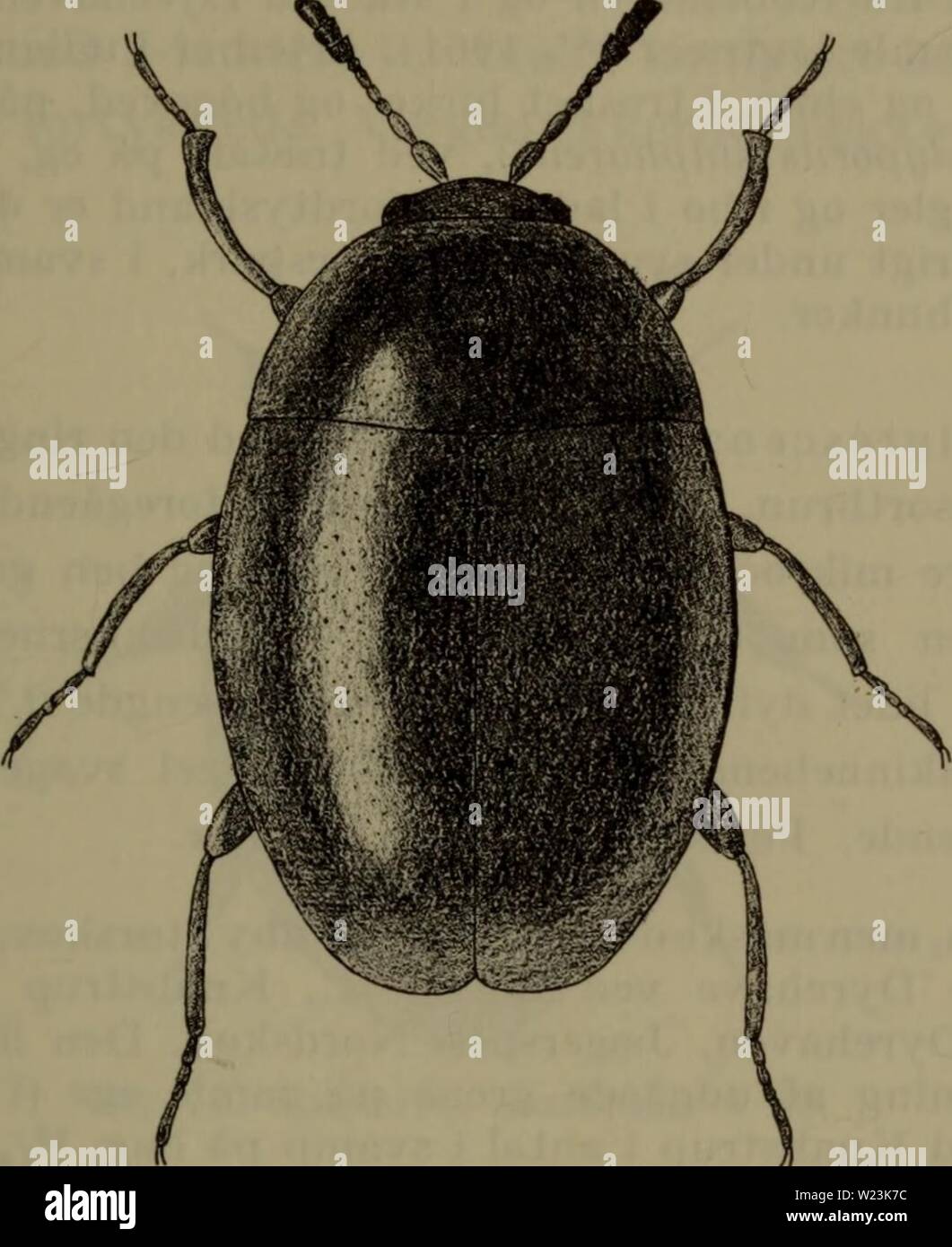 Immagine di archivio da pagina 170 di Danmarks fauna; illustrerede haandbøger oltre. Danmarks fauna; illustrerede haandbøger su den danske dyreverden.. danmarksfaunaill77dans l'anno: 1907 167 Temmelig almindelig (J, 0). Ho henrådnende plantedele, ho løv, ved svamp og i gamle stubbe; ofte på strandbredder sotto la linguetta og ved planterødder. Mart-juni, nov. Fig. 73. Orthoperus brunnipes &lt;. x 50. 2. O. atomus Gyll. Lasciate kendelig ved de i oversigten un- førte kendemaerker. Brun eller brungul, følehorn og ben gule, følehornskøllen regel som ikke mørkere. Laengde 0,75-1 mm. (J: Penisspidsen uden børster. Te Foto Stock