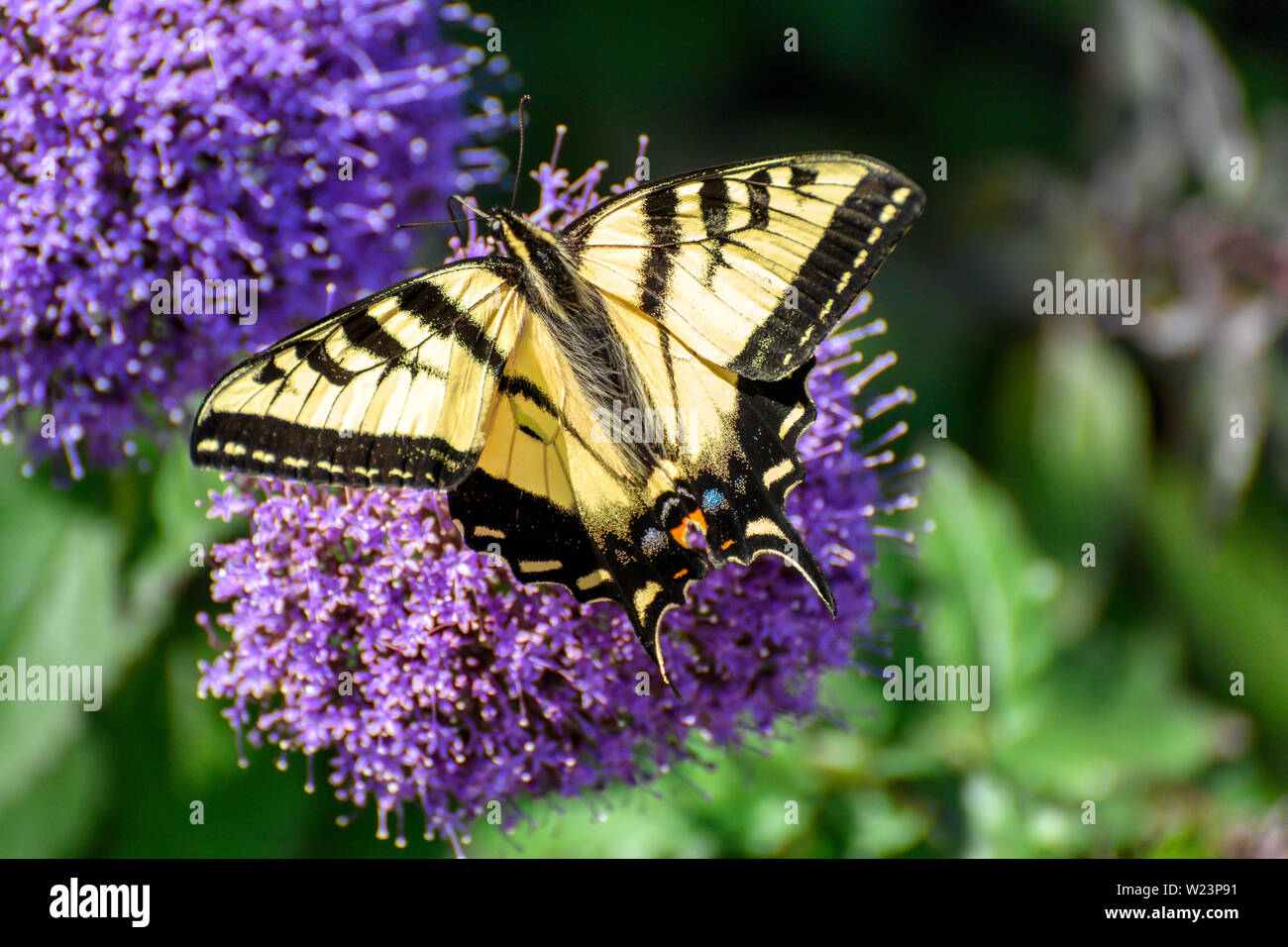 Close up Giallo farfalla a coda di rondine su fiori viola in una giornata di sole Foto Stock