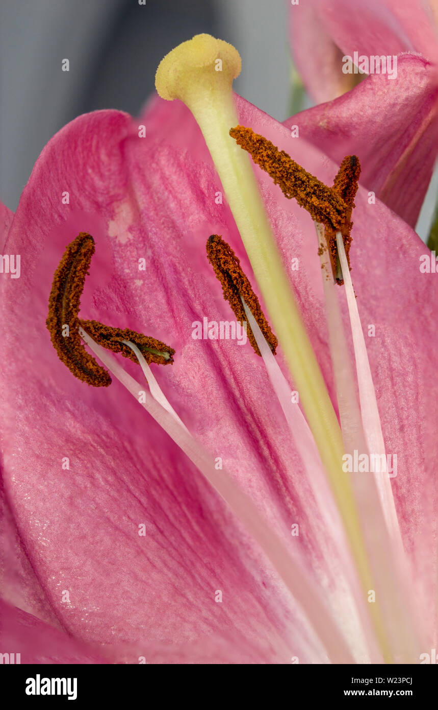 Primo piano della parte interna di un fiore di giglio - lo stigma,  stame,petali Foto stock - Alamy