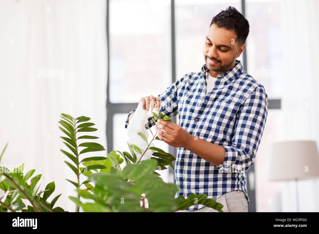 Uomo indiano di pulizia del houseplant Lascia a casa Foto Stock