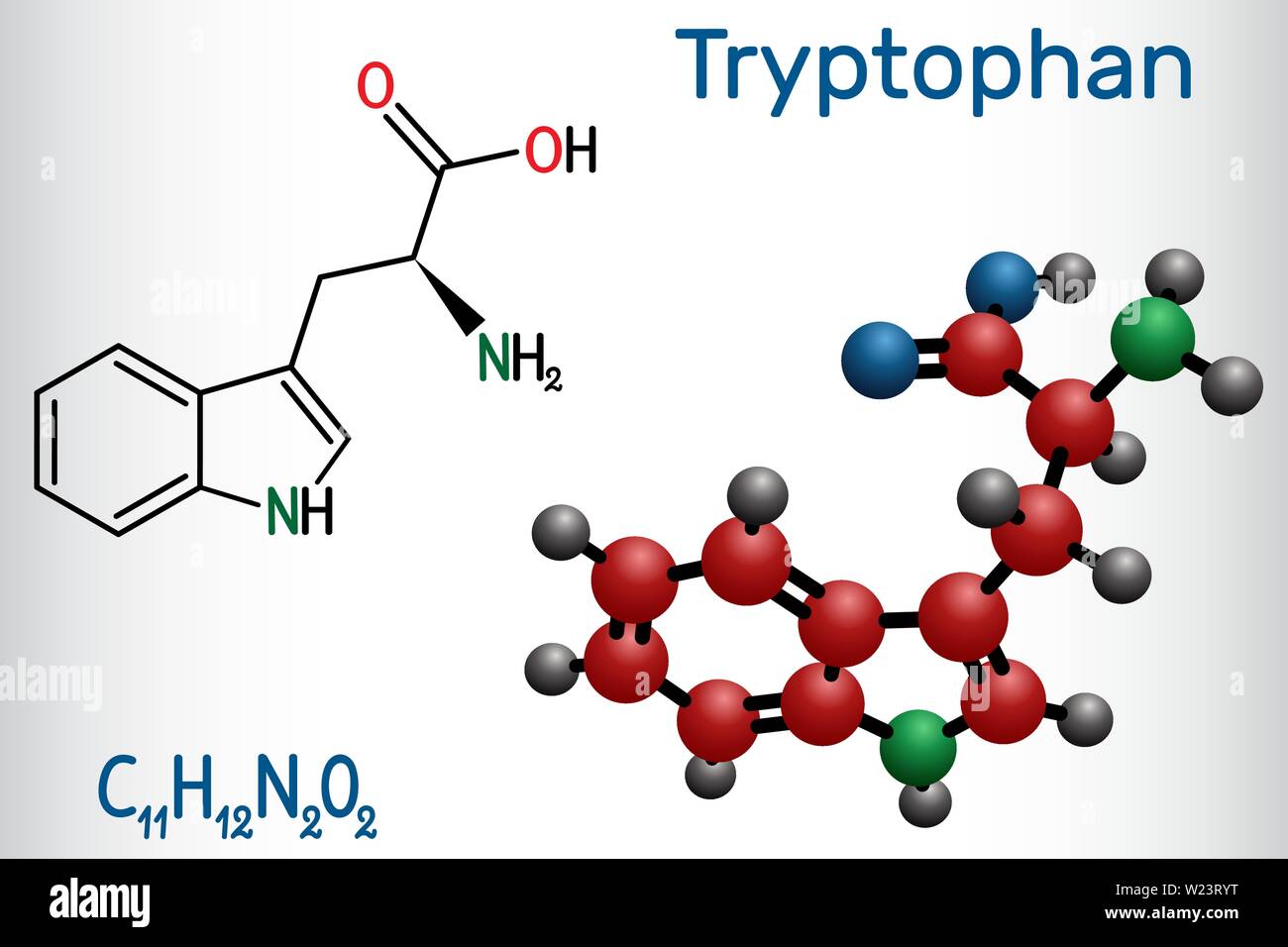 Triptofano, Trp o W amminoacido molecola, è utilizzato nella biosintesi delle proteine. È necessario per la crescita di neonati e di equilibrio di azoto in un Illustrazione Vettoriale