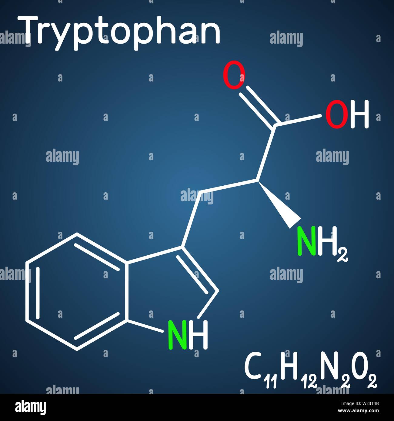 Triptofano, Trp o W amminoacido molecola, è utilizzato nella biosintesi delle proteine. È necessario per la crescita di neonati e di equilibrio di azoto in un Illustrazione Vettoriale