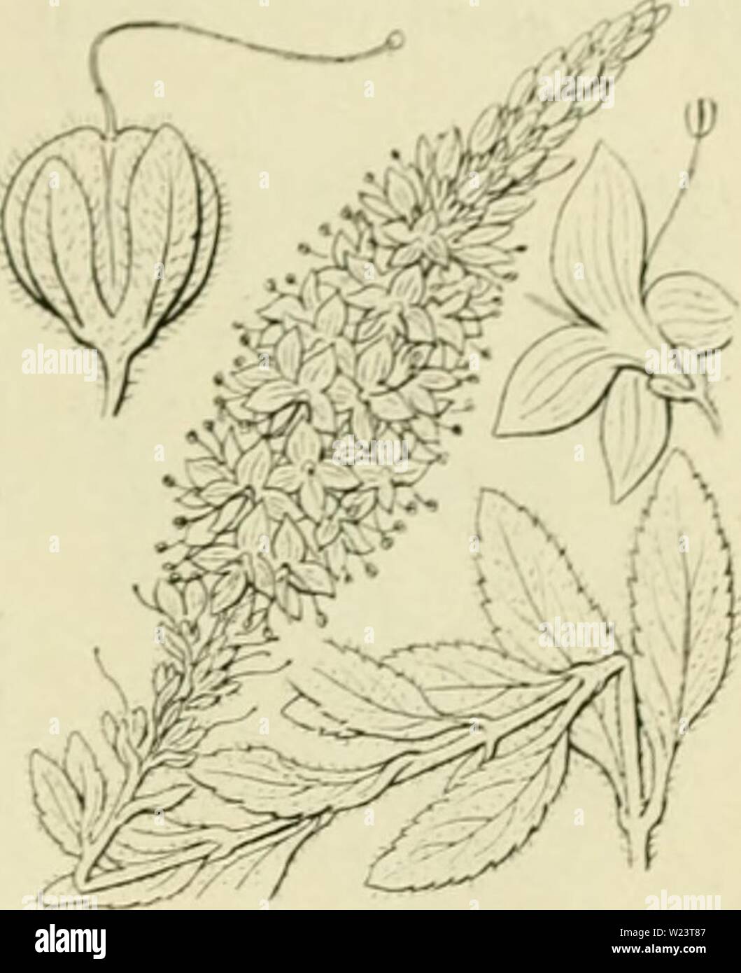 Immagine di archivio da pagina 182 di De flora van Nederland (1909-11). De flora van Nederland defloravannederl03heuk Anno: 1909-11. FAMI1.II-: 94. Â SCROPHULARIACEAE. 163 porta- Veronica spicata Fig. 195. V. spicata") L. A;irec ri prijs (Ã¼m. 195). Deze soort verschilt van V. lonj,'ifolia . doordat de bladen hoo&GT;,'Sdecine 2 bijecnstaan, dat de bladen niet scherp liezaad. maar slechts jekarteld di stomp KL' za'id en aan den top K'Tfrantliii zij' &LT;ri porta- dat alle bladachtijie deelcn een firijsjroene kleur hebben. . 2-4 dm. JuniâAiiRiistiis. Voorkomen in Europa en in Nederland. De impianto essere- ho Foto Stock