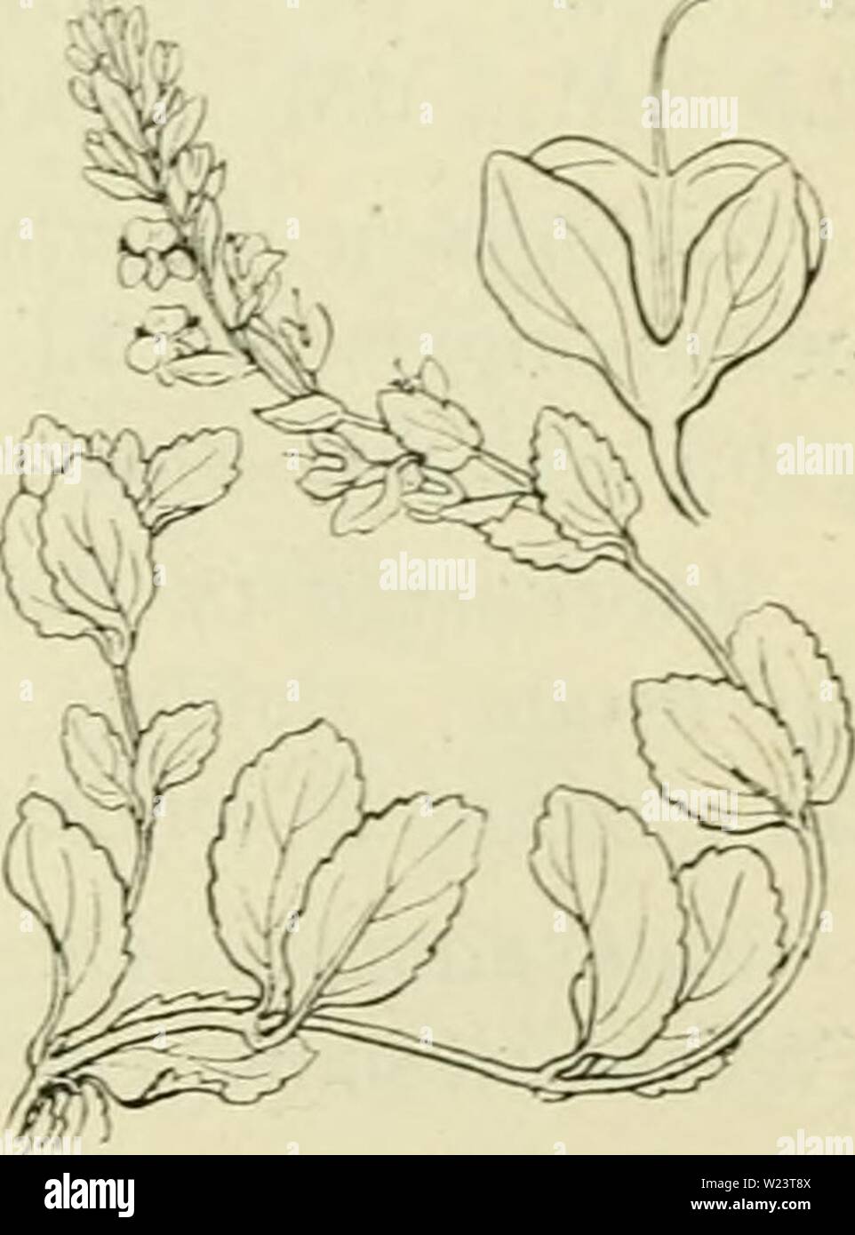 Immagine di archivio da pagina 182 di De flora van Nederland (1909-11). De flora van Nederland defloravannederl03heuk Anno: 1909-11. Veronica spicata Fig. 195. V. spicata") L. A;irec ri prijs (Ã¼m. 195). Deze soort verschilt van V. lonj,'ifolia . doordat de bladen hoo&GT;,'Sdecine 2 bijecnstaan, dat de bladen niet scherp liezaad. maar slechts jekarteld di stomp KL' za'id en aan den top K'Tfrantliii zij' &LT;ri porta- dat alle bladachtijie deelcn een firijsjroene kleur hebben. . 2-4 dm. JuniâAiiRiistiis. Voorkomen in Europa en in Nederland. De impianto essere- hoort thuis in Zuid- en op Oost-Huropa zonnijje egli Foto Stock