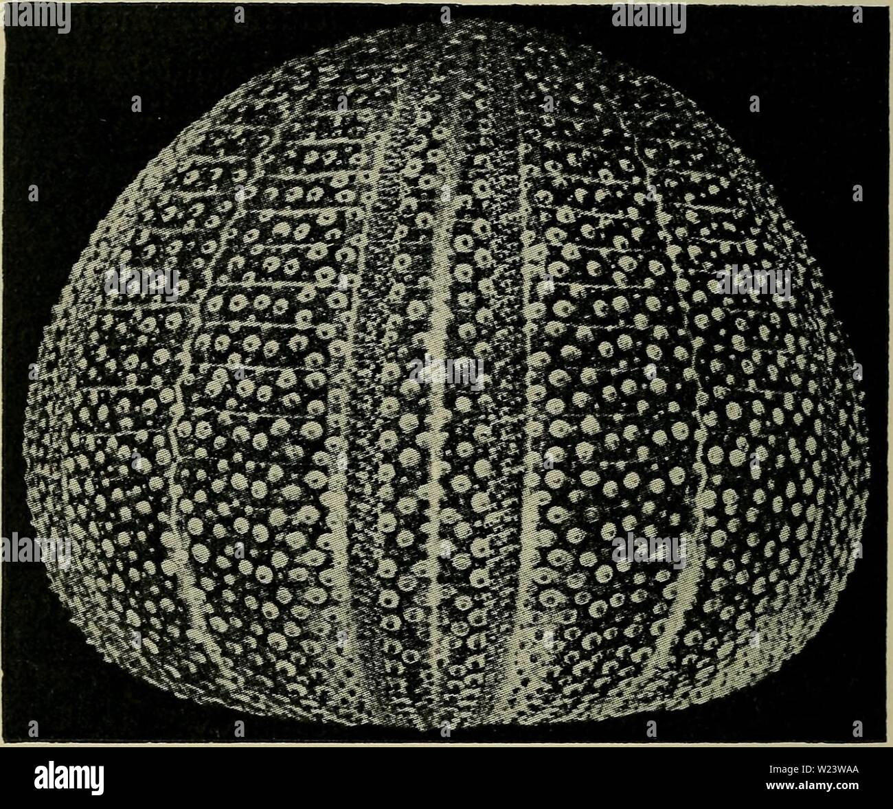 Immagine di archivio da pagina 185 di Danmarks fauna; illustrerede haandbøger oltre. Danmarks fauna; illustrerede haandbøger su den danske dyreverden.. danmarksfaunaill27dans l'anno: 1907 182 tridentato Pedicellarier med lange, Klapper slanke. Maiale gene- rødlige med violetta Spids; Skallen smukt rød, Tu- berklerne hvide. Den naar en meget betydelig Størrelse, indtil ca. 160 mm i Tvaermaal, er i det hele targetzone en af de største Fig. 85. Nøgen Skal af Echinus esculentus Linné, impostare fra Siden. Naturlig Størrelse. (Efter Koehler). Ex af Echiniderne; ho vore Farvande bliver den naeppe større estremità ca. 80 mm Foto Stock